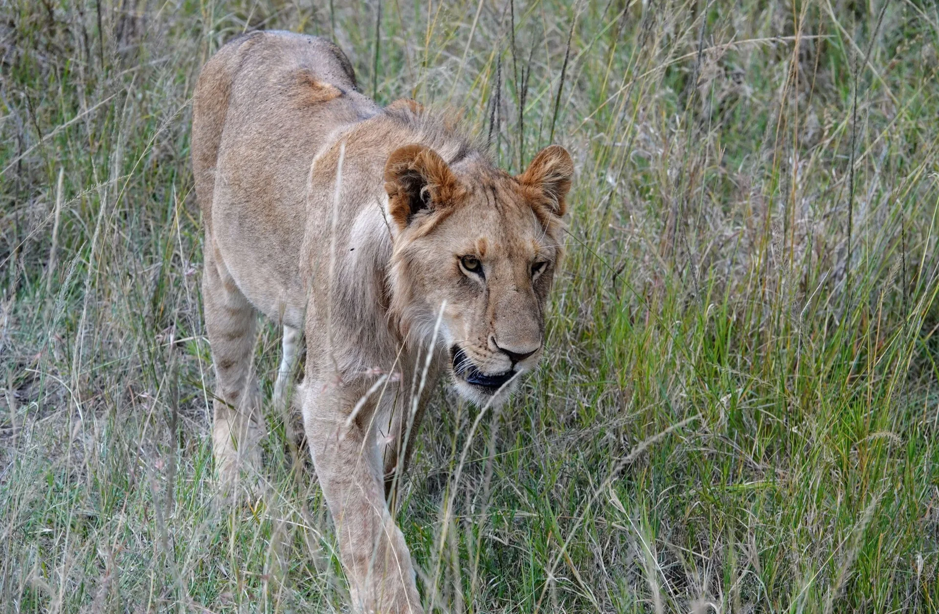 safari-lion-scaled.jpeg
