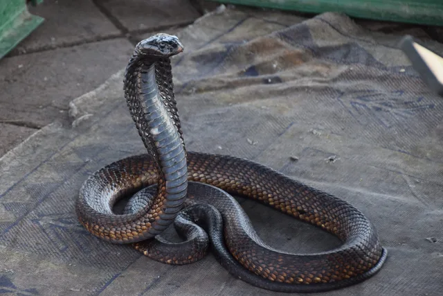 Serpent sur la place Jemaa el-Fna