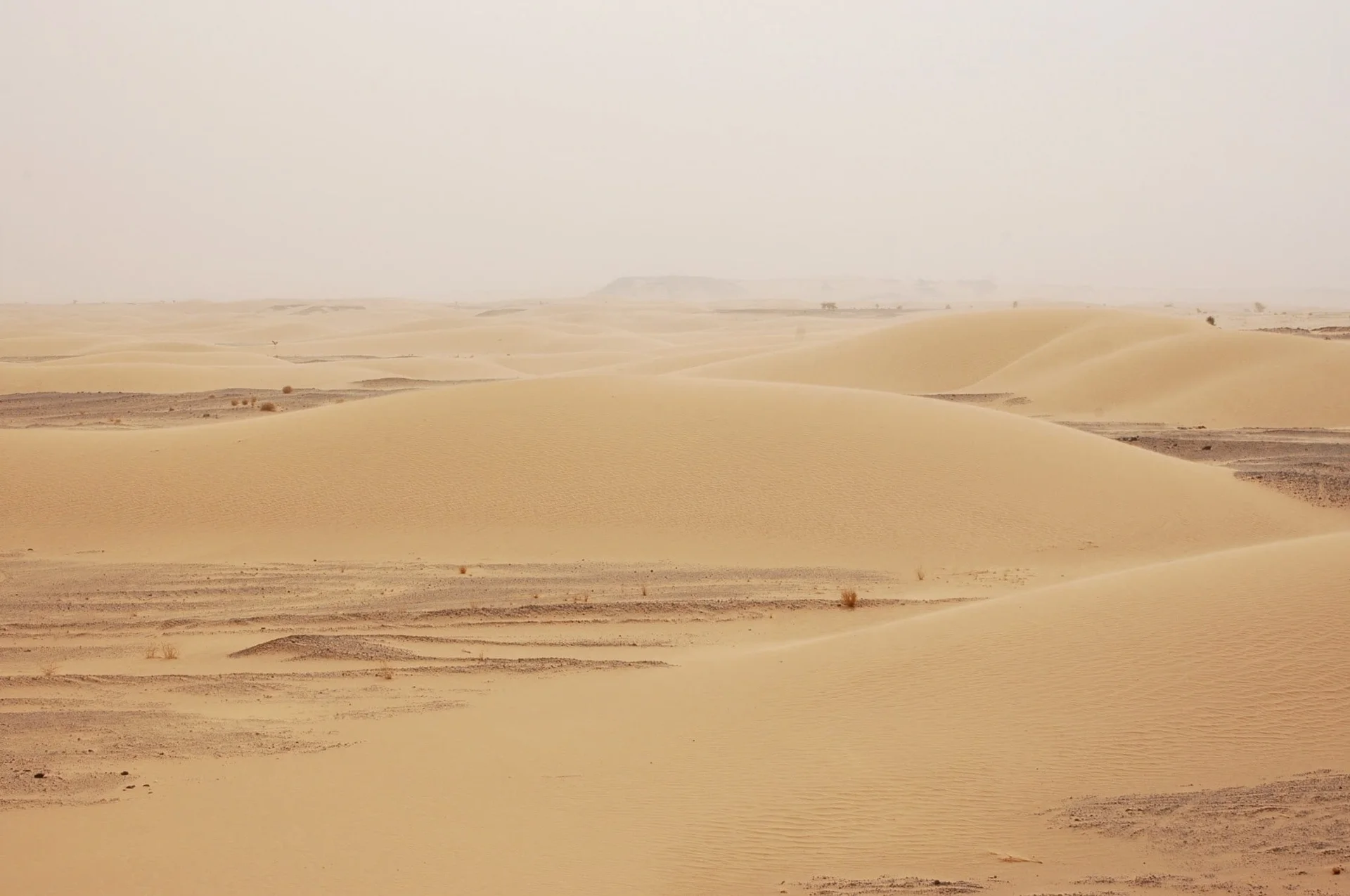 Dunes de sable dans le Sahara