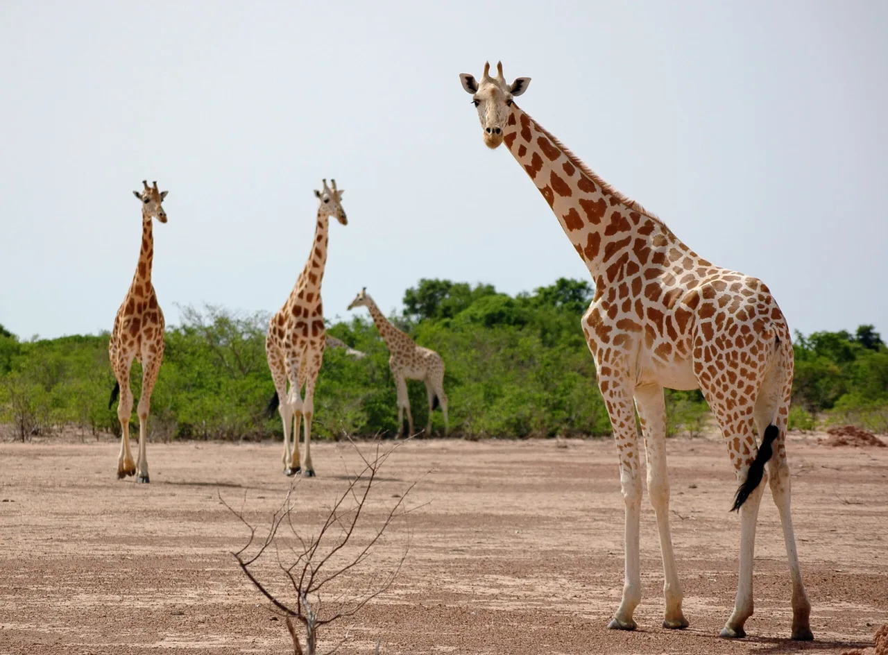 Girafes de Kouré