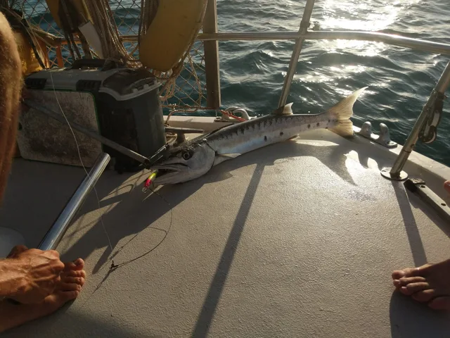 Pêche du jour au Bélize