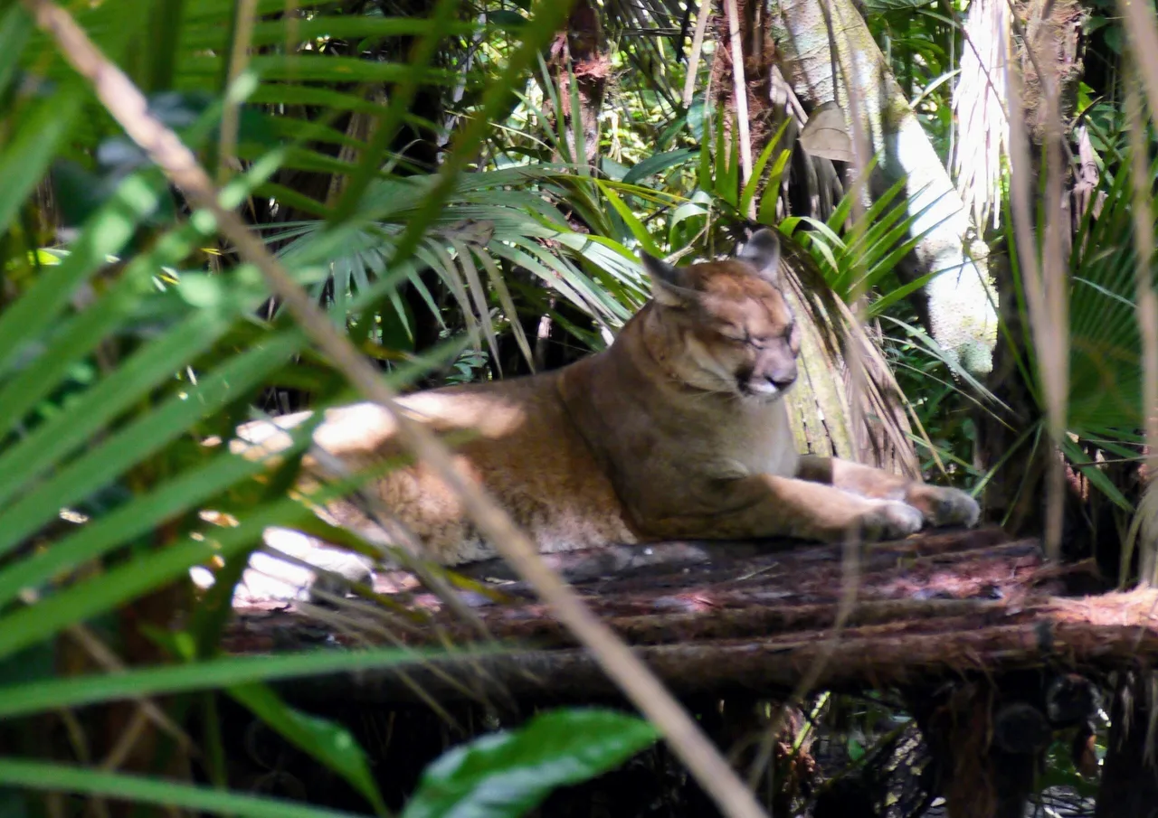 Puma au zoo du Belize