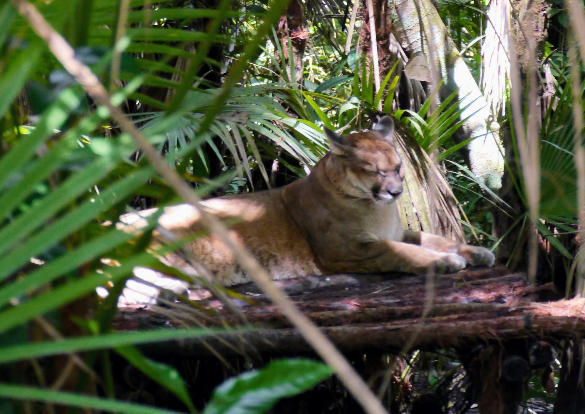 Puma au zoo du Belize