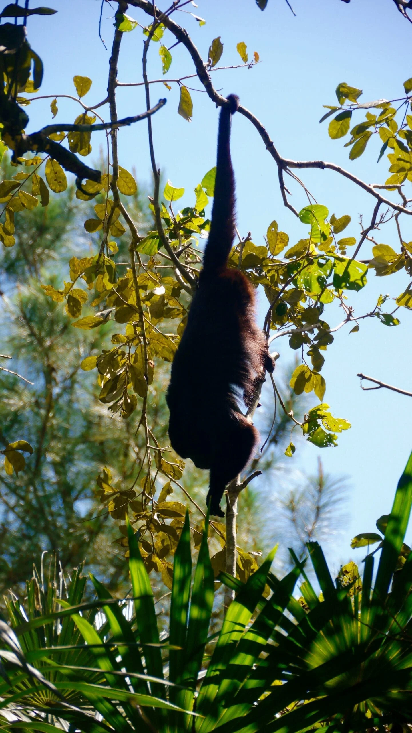 Singe hurleur au zoo du Belize