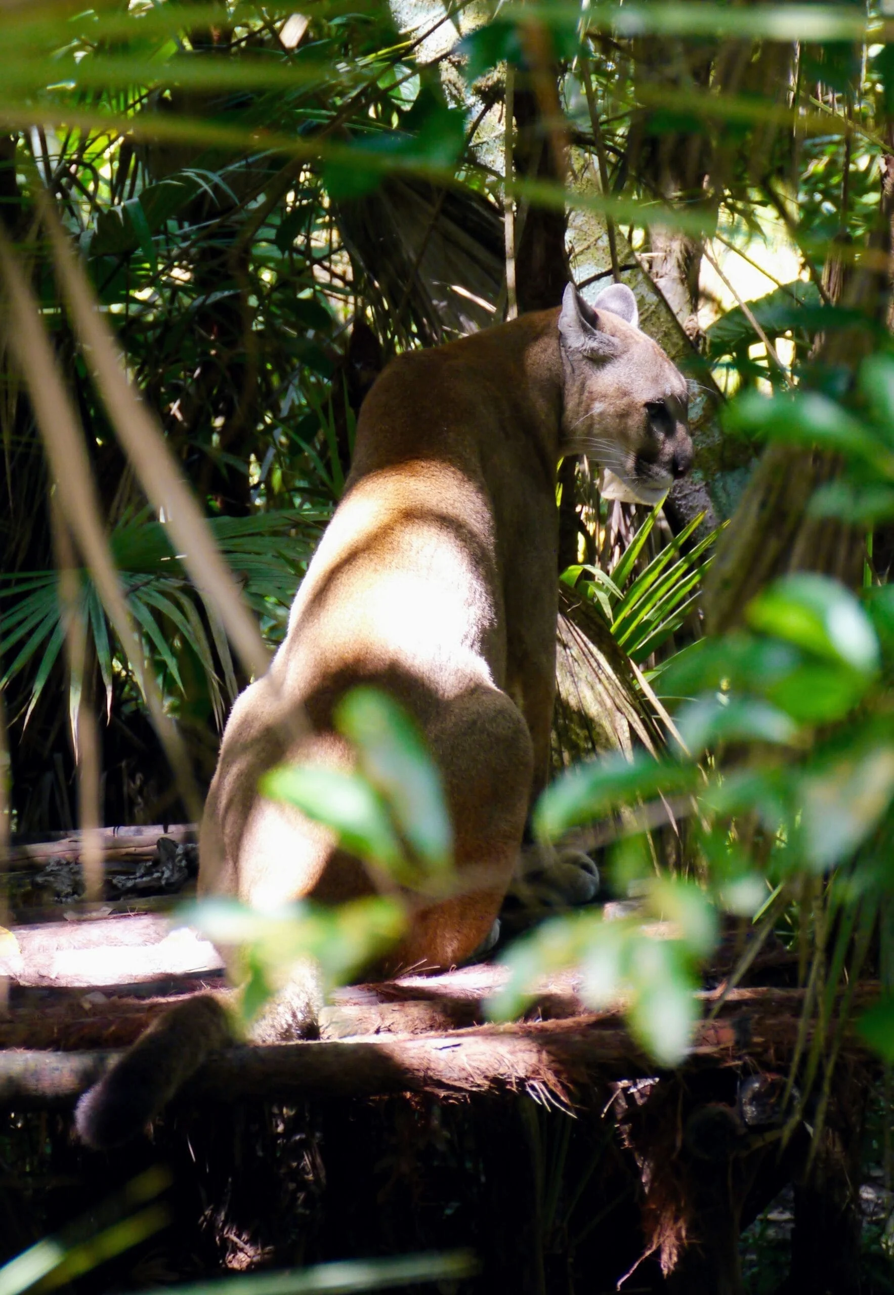 Puma au zoo du Belize