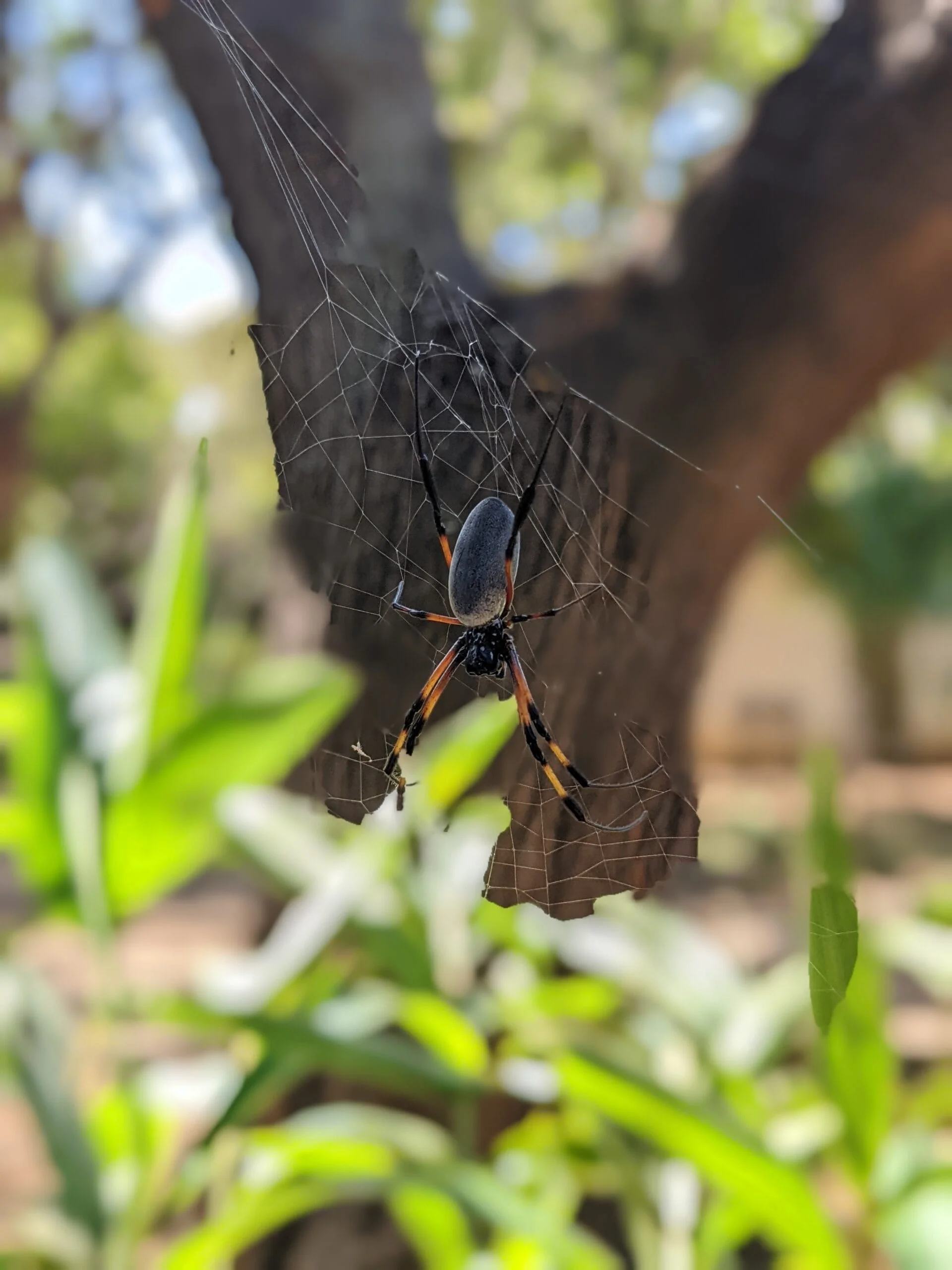 Araignée à Maurice