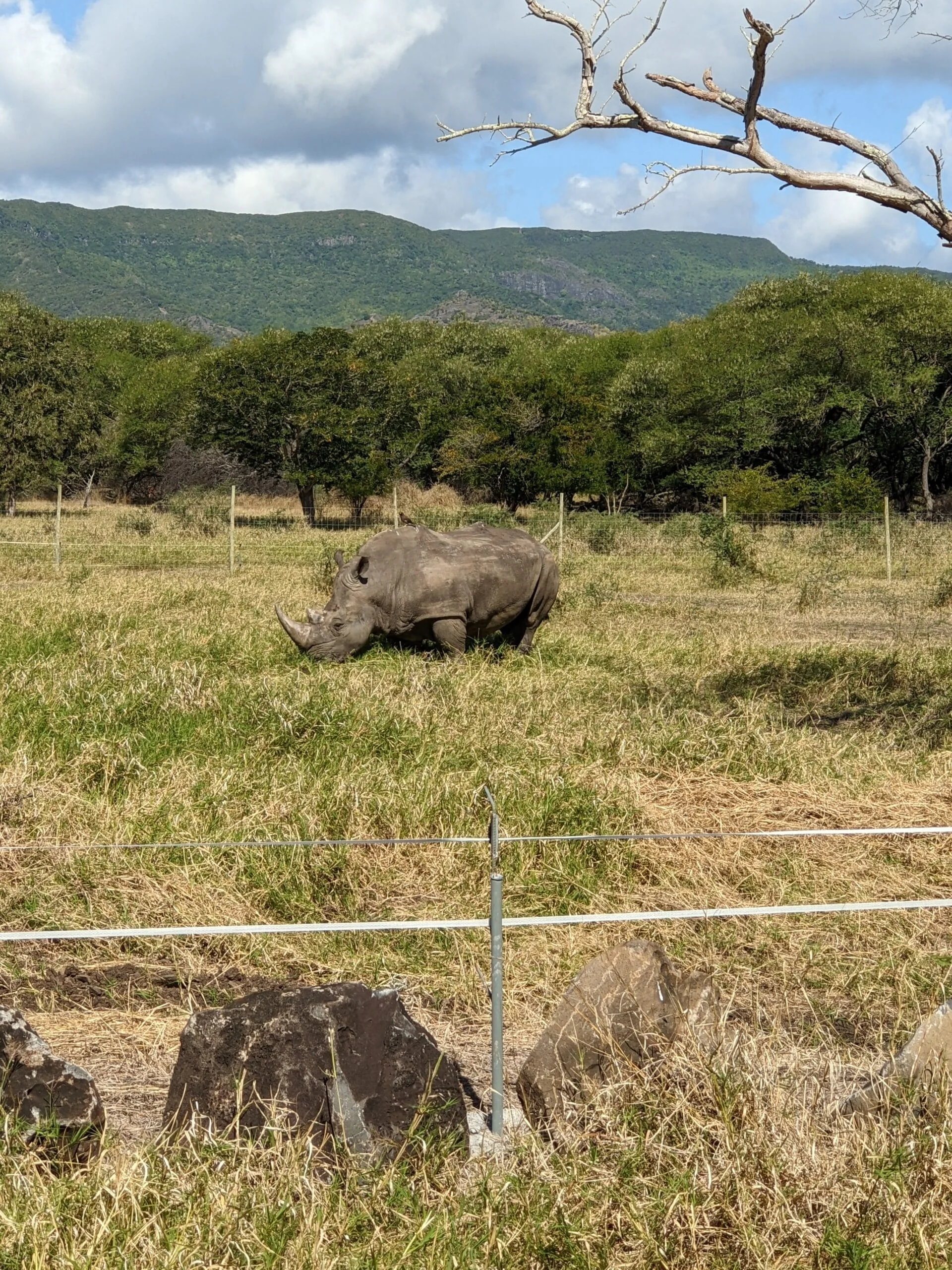 Rhinocéros à Casela