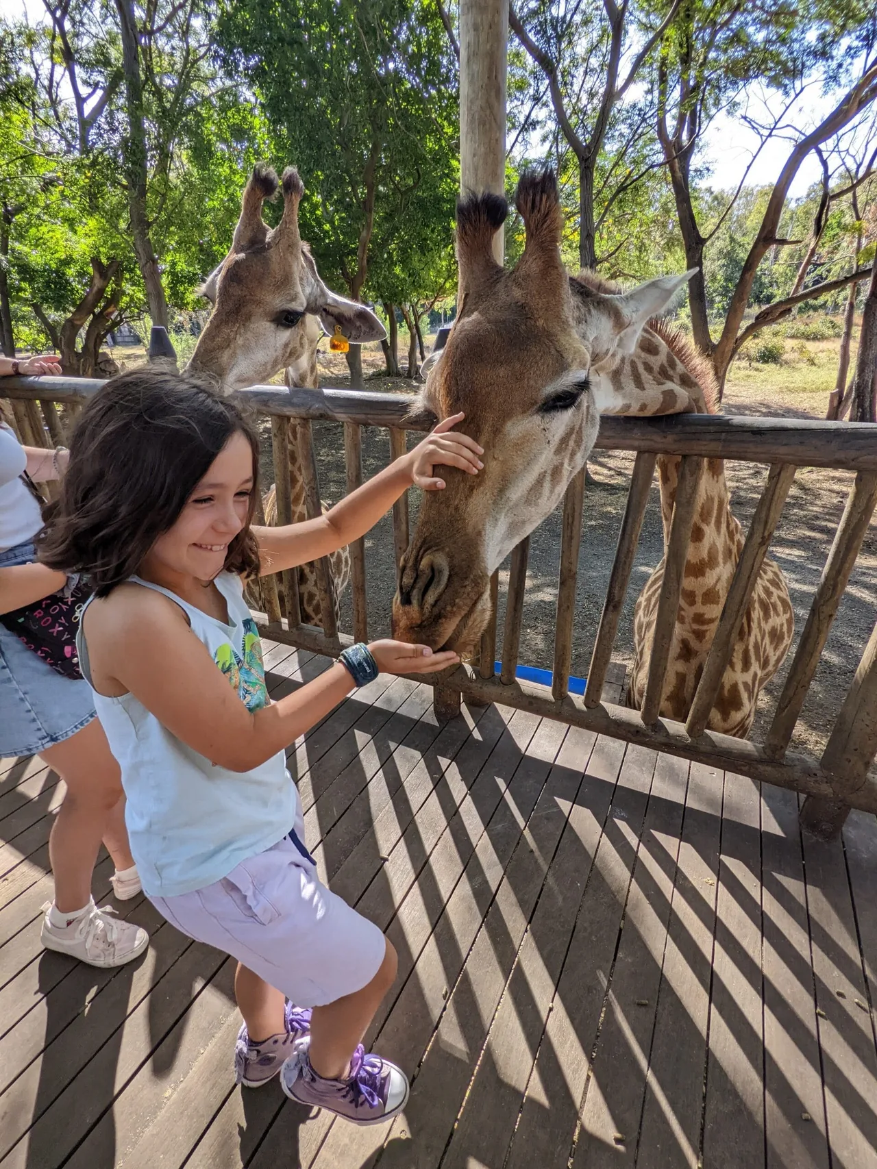 Girafe à Casela