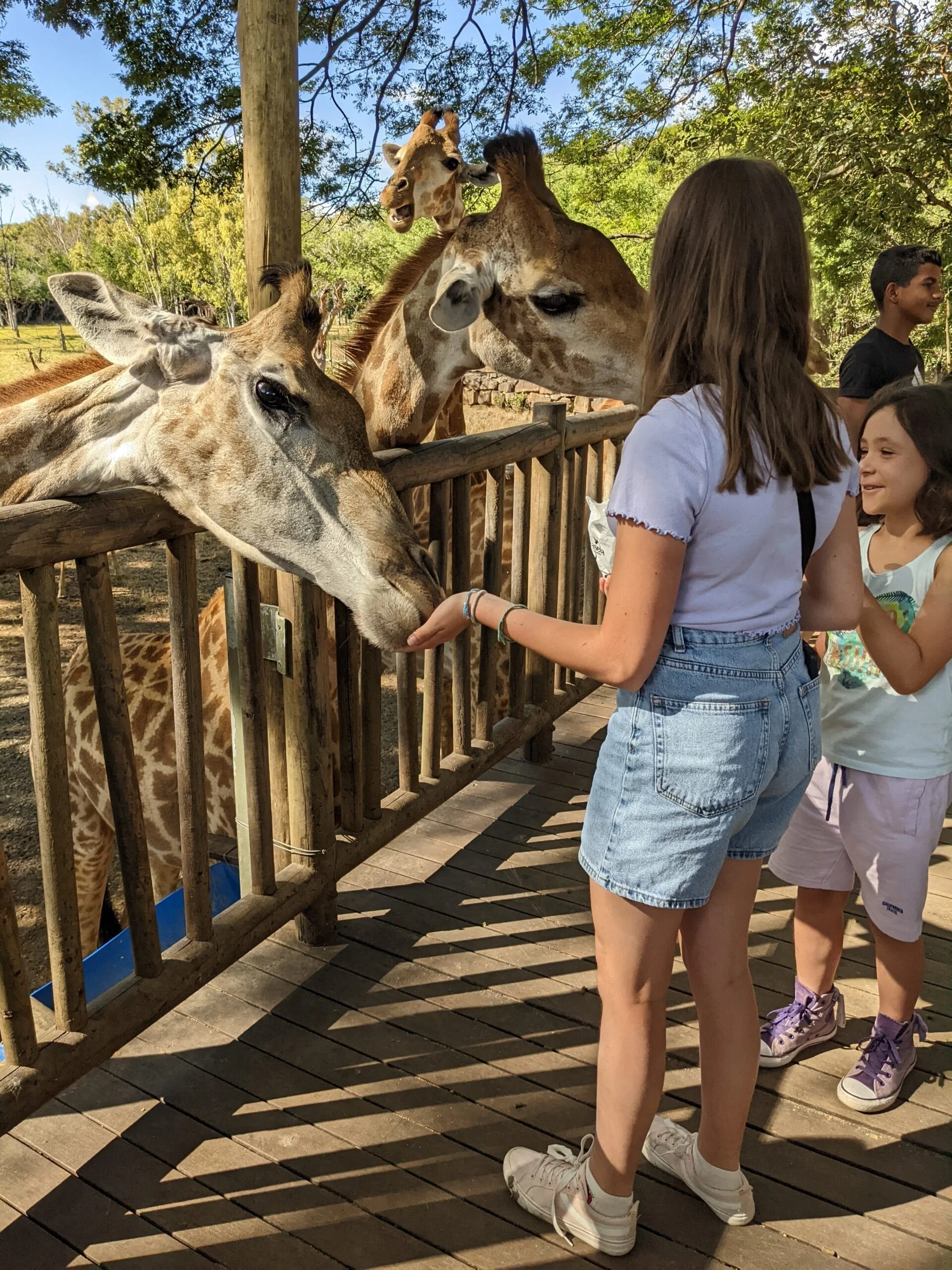 Girafe à Casela
