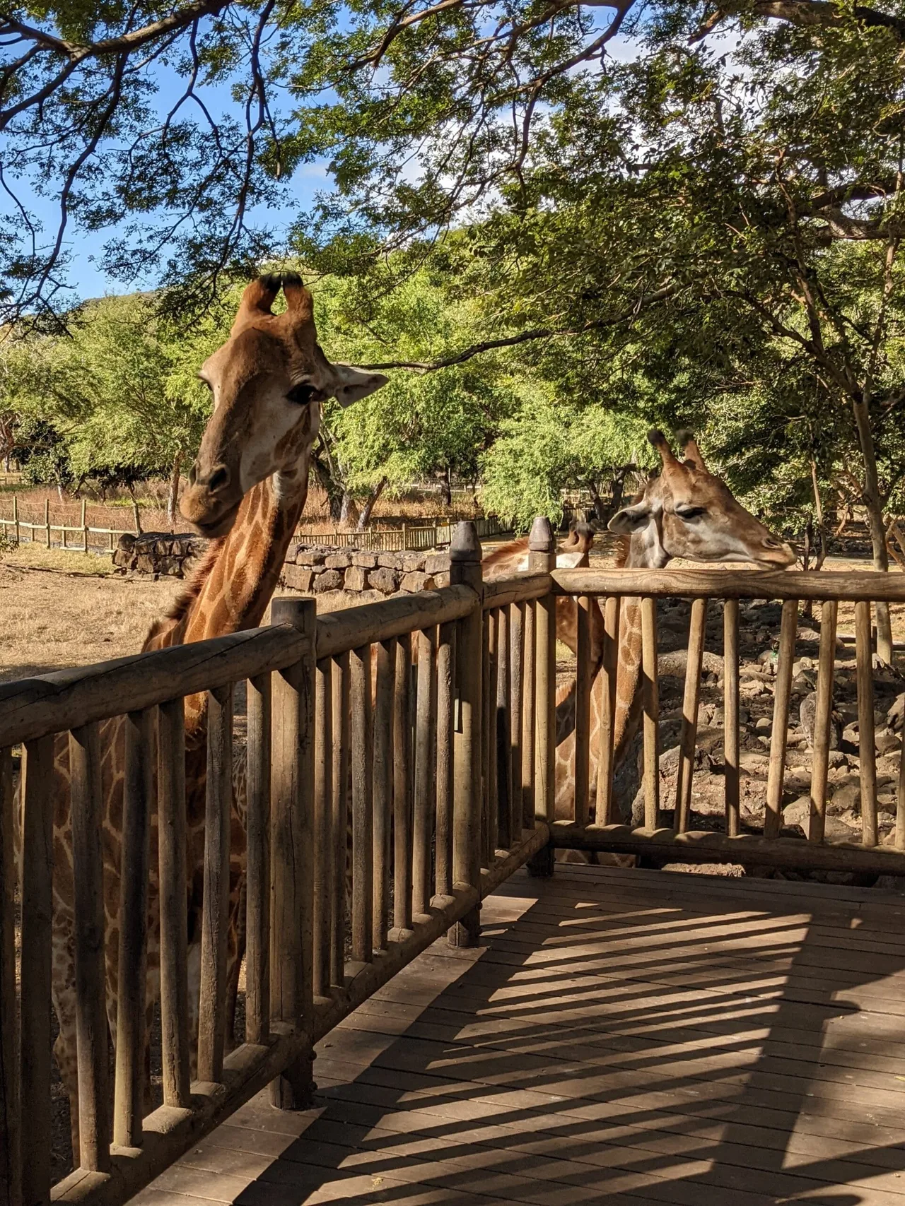 Girafes à Casela