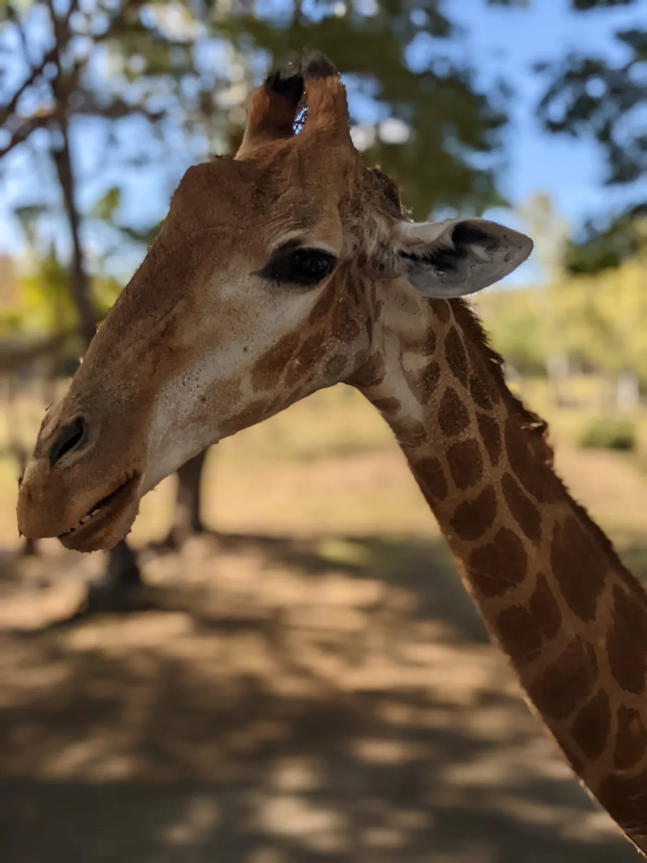 Girafe à Casela