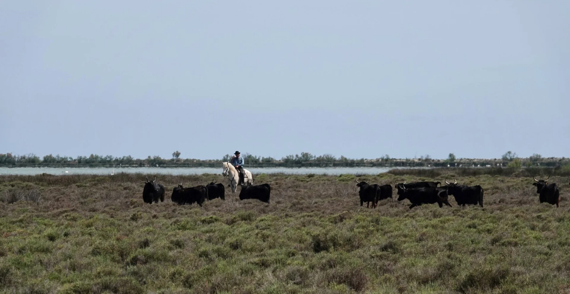Élevage de taureaux de Camargue, Manade Raynaud
