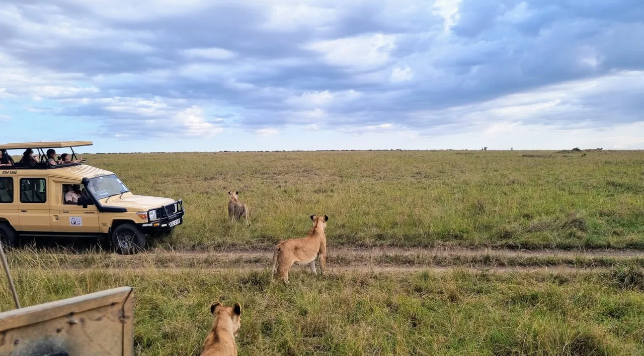 Lions au Masaï Mara