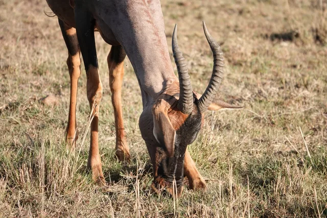 Masai Mara, Kenya