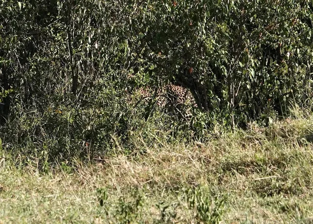 Léopard en fuite au Masai Mara, Kenya