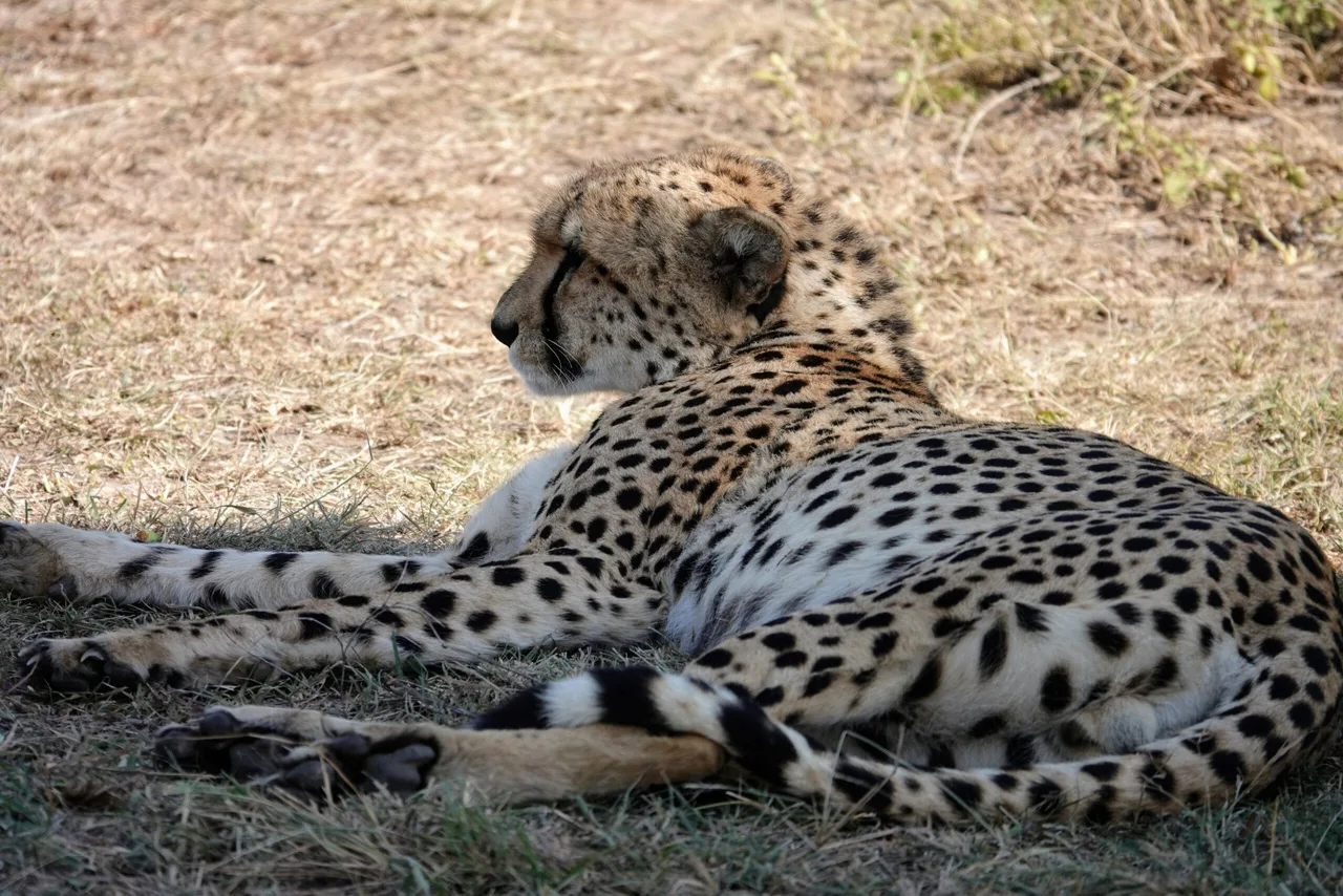 Guépard au Masaï Mara