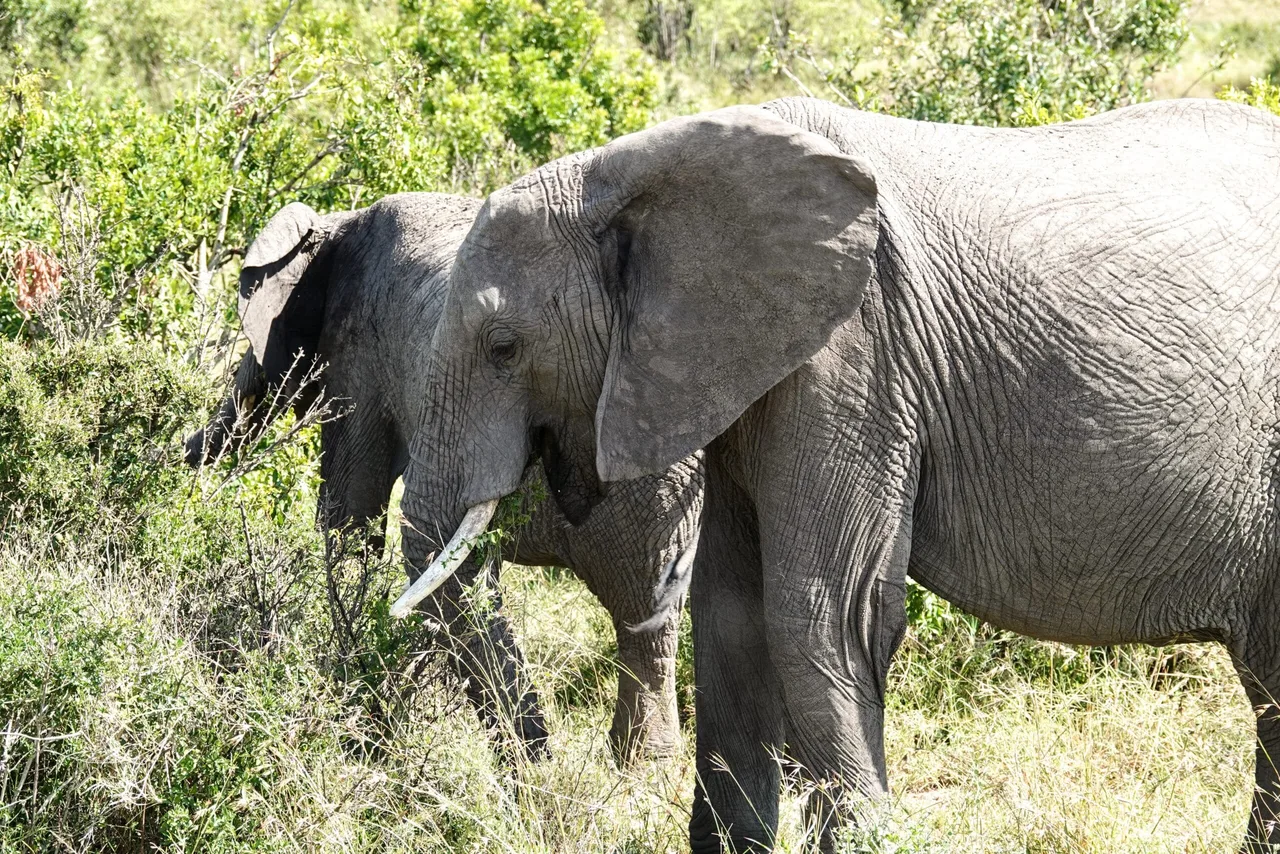 Éléphants au Masaï Mara