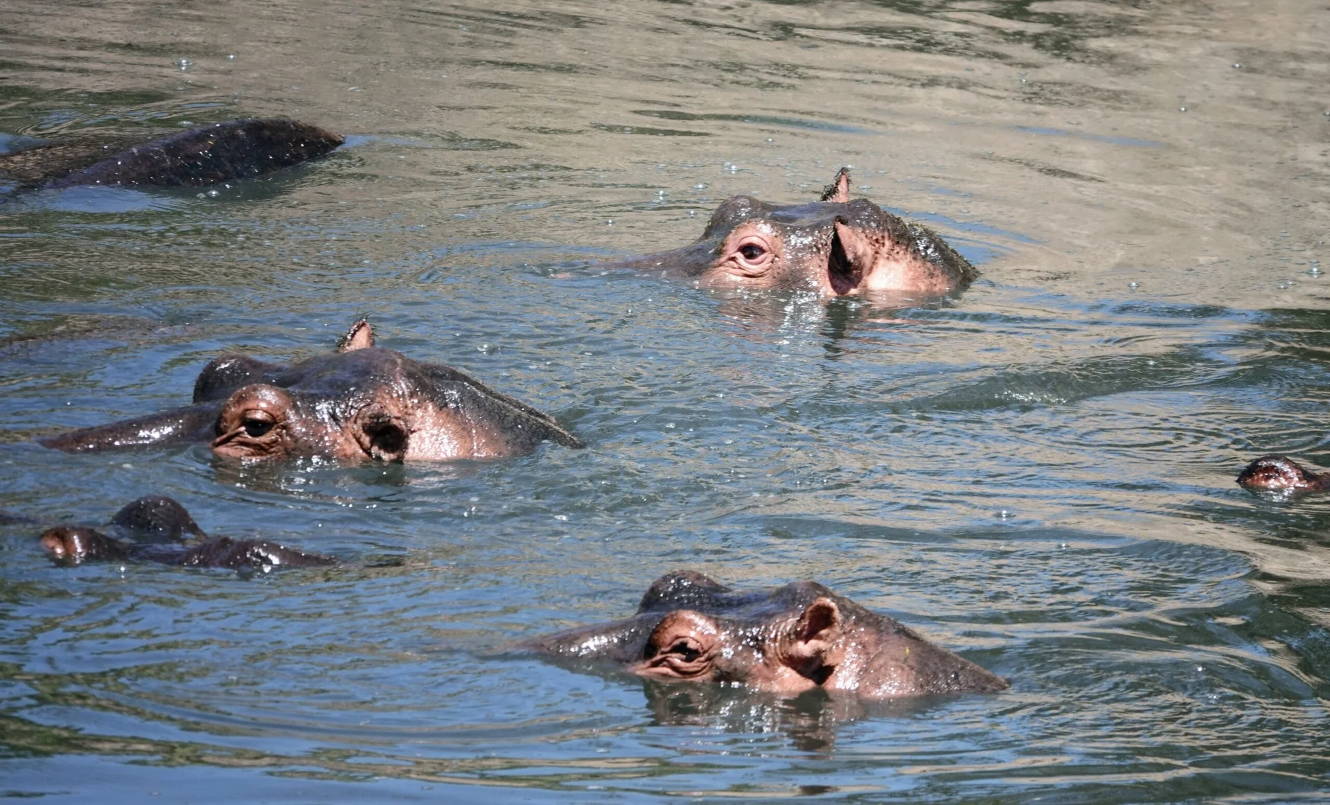 Hippopotames dans la rivière Talek, Masaï Mara
