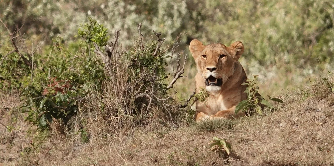Lionne au Masaï Mara