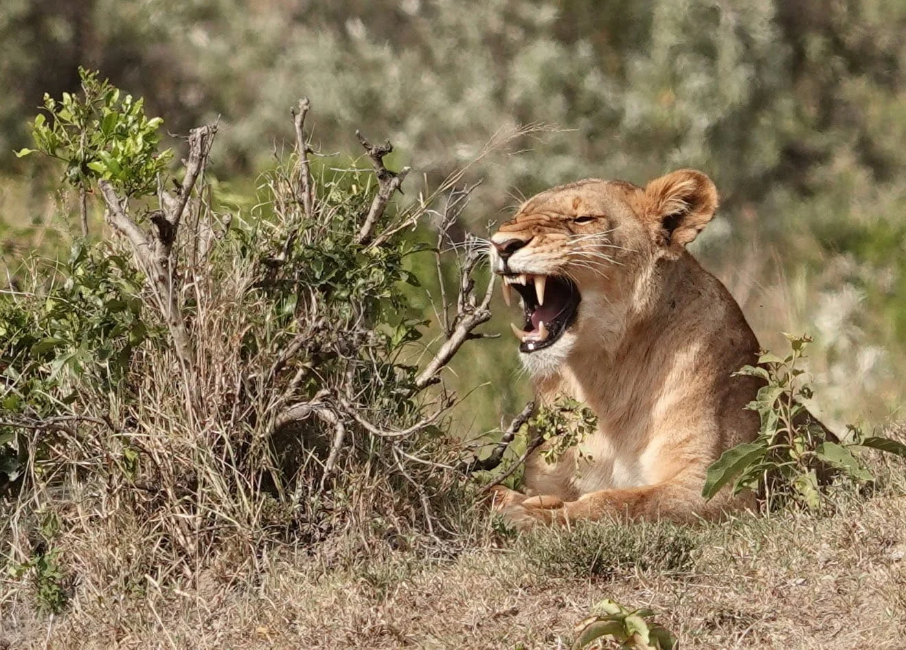Lionne au Masaï Mara