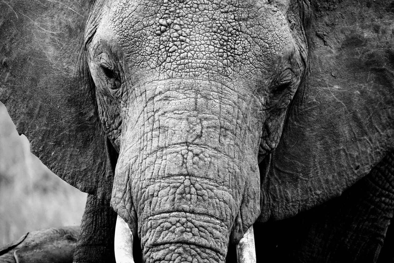 Maman éléphant