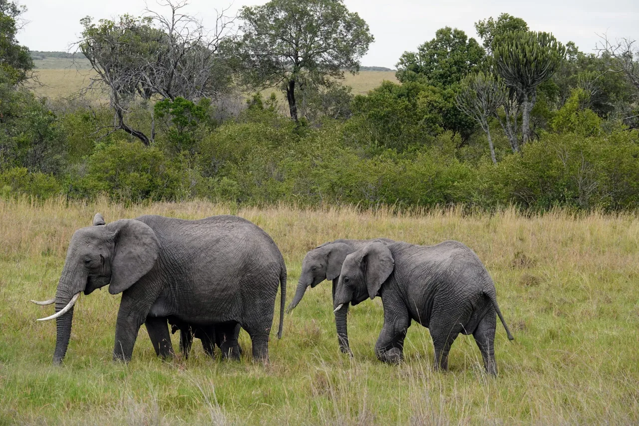 Maman éléphant et ses 3 enfants