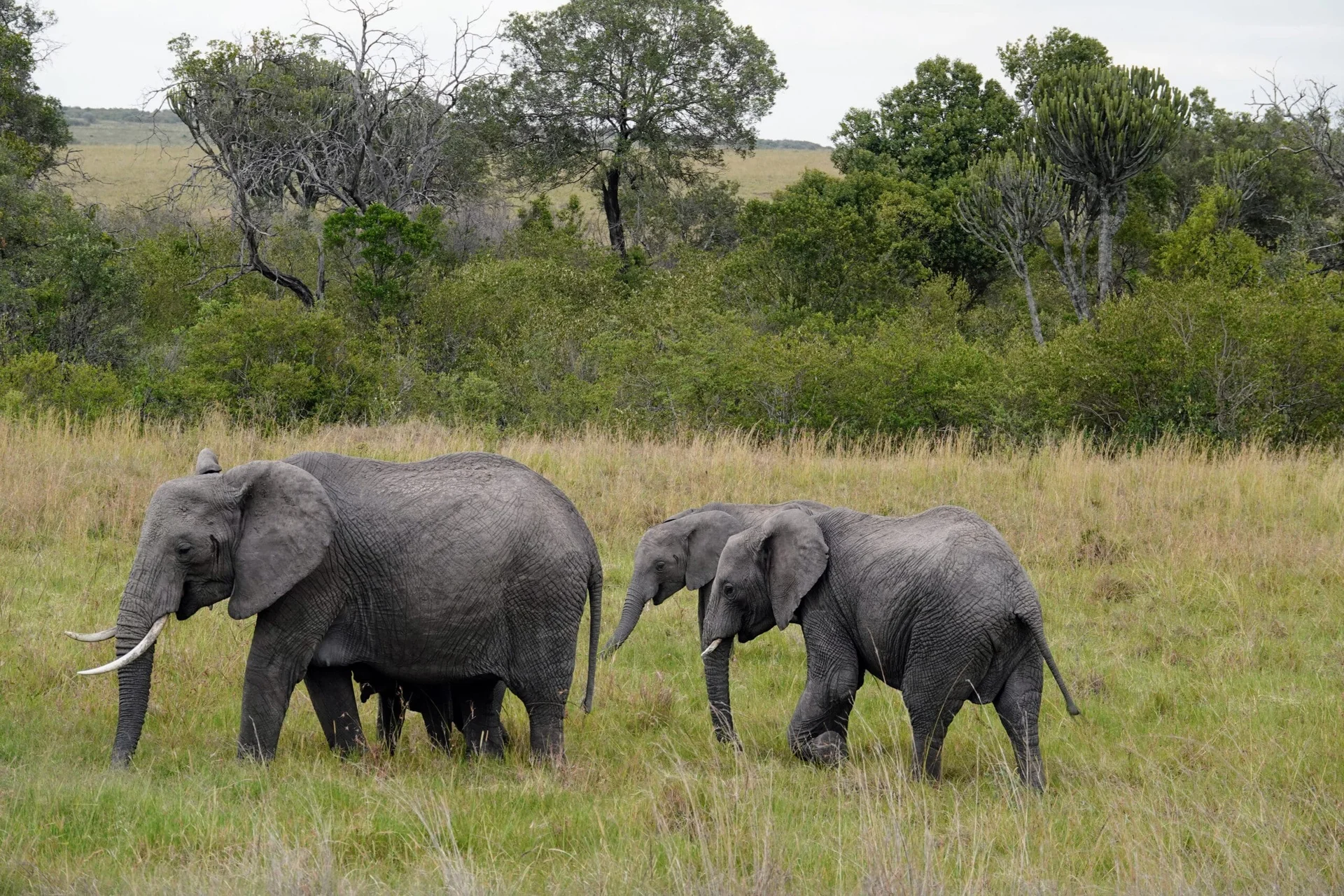 Maman éléphant et ses 3 enfants
