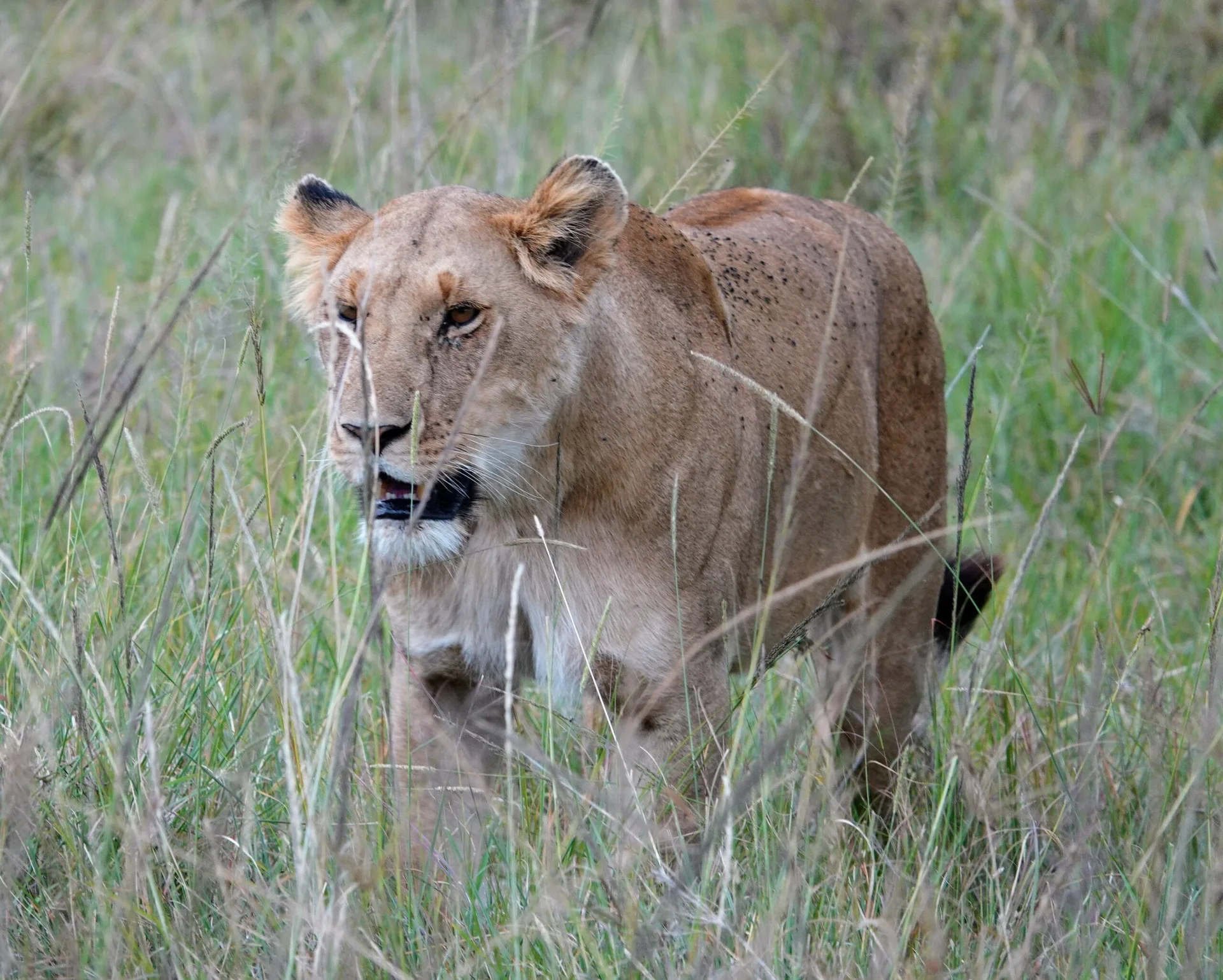 Lions au Masaï Mara