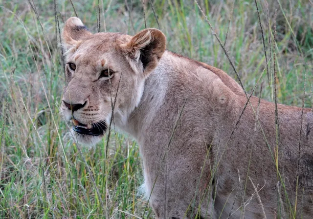 Lions au Masaï Mara