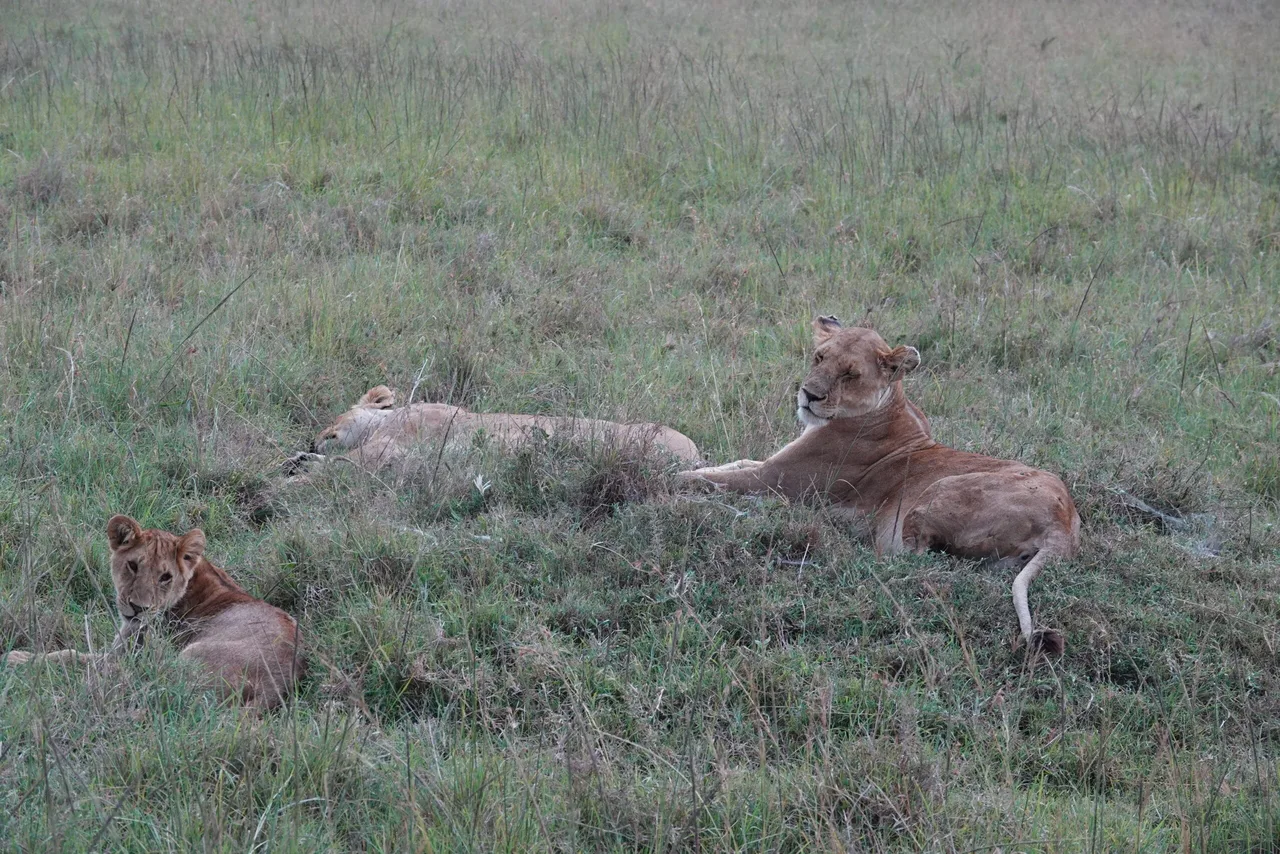 Lions au Masaï Mara