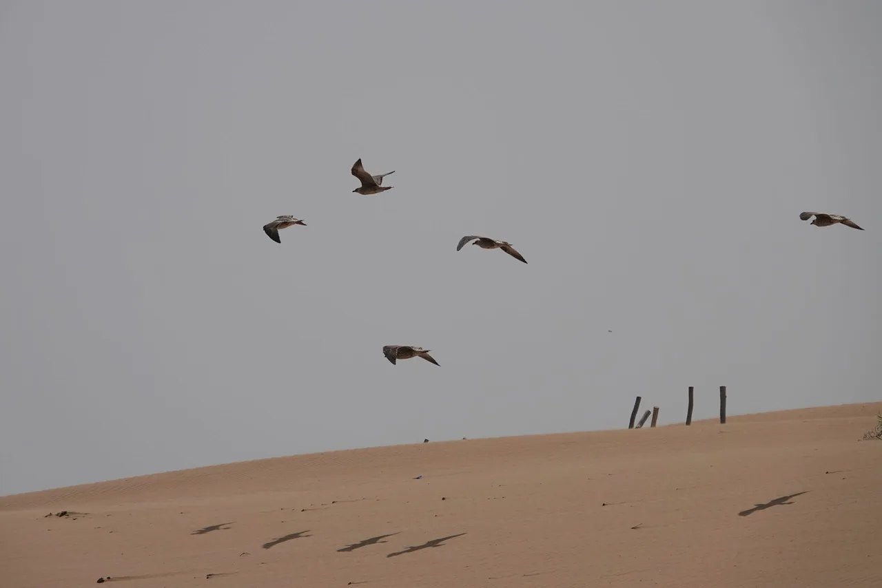 Plage de Diabat