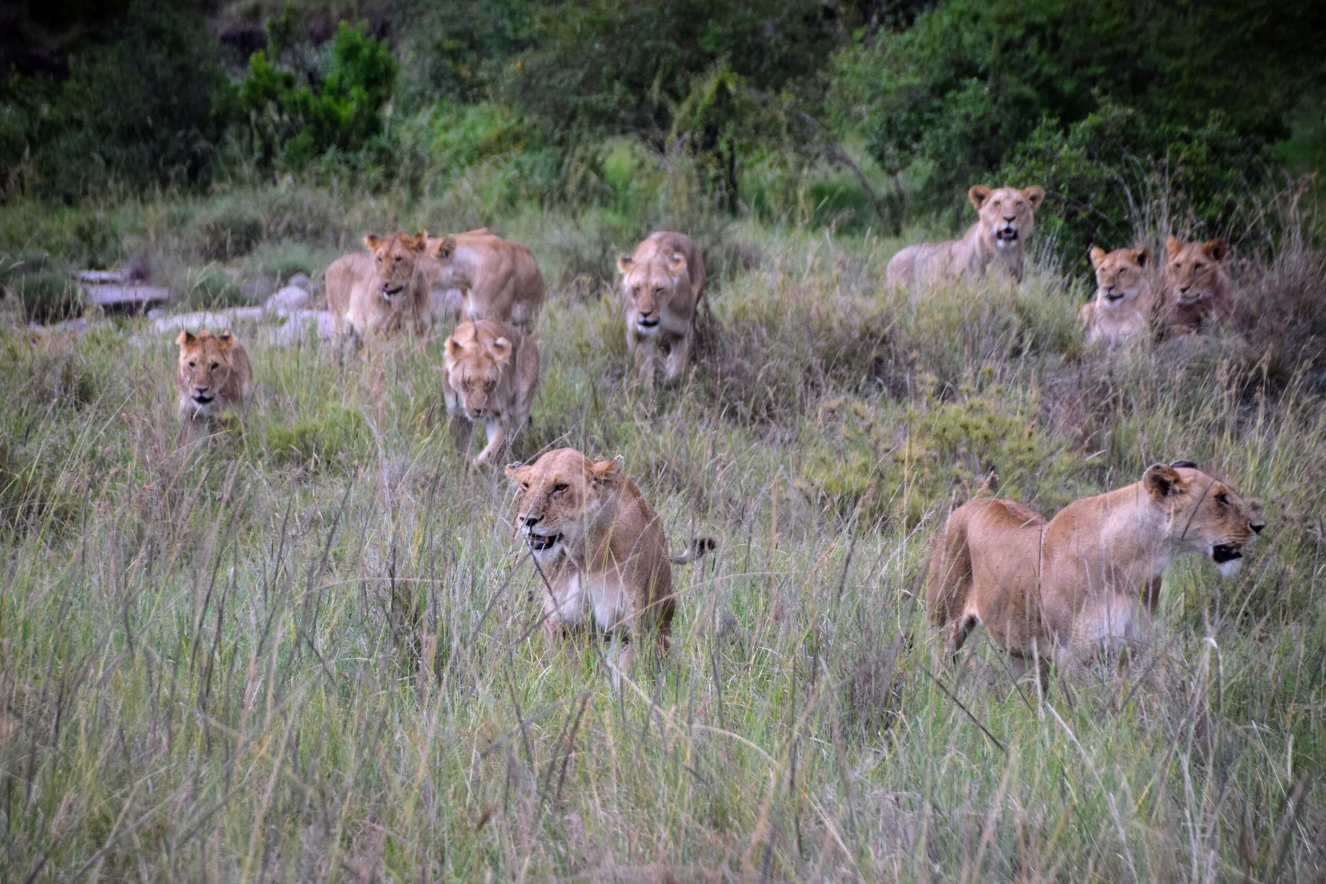 Lions au Masaï Mara