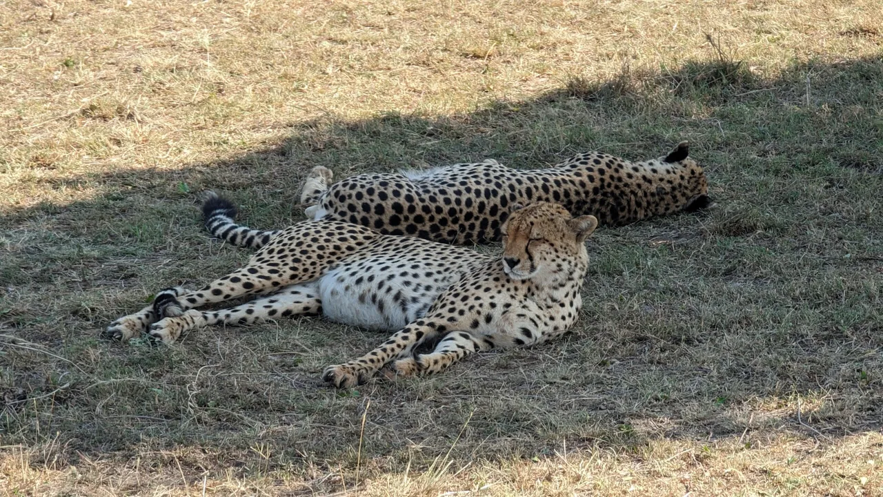 Guépards au Masaï Mara