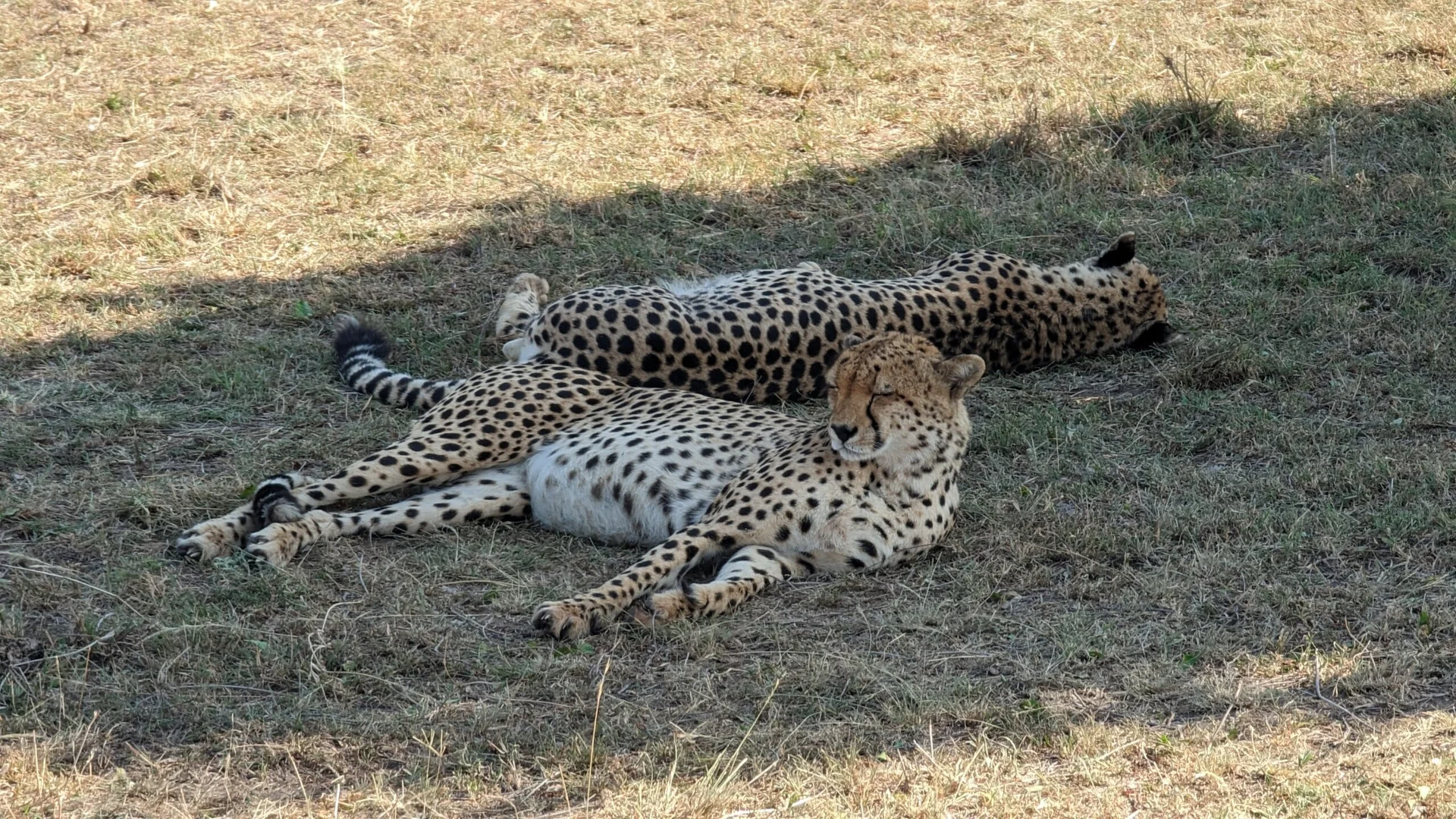 Guépards au Masaï Mara