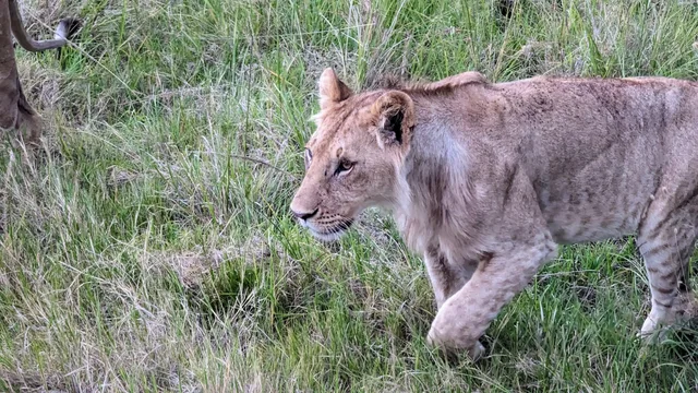 Lions au Masaï Mara