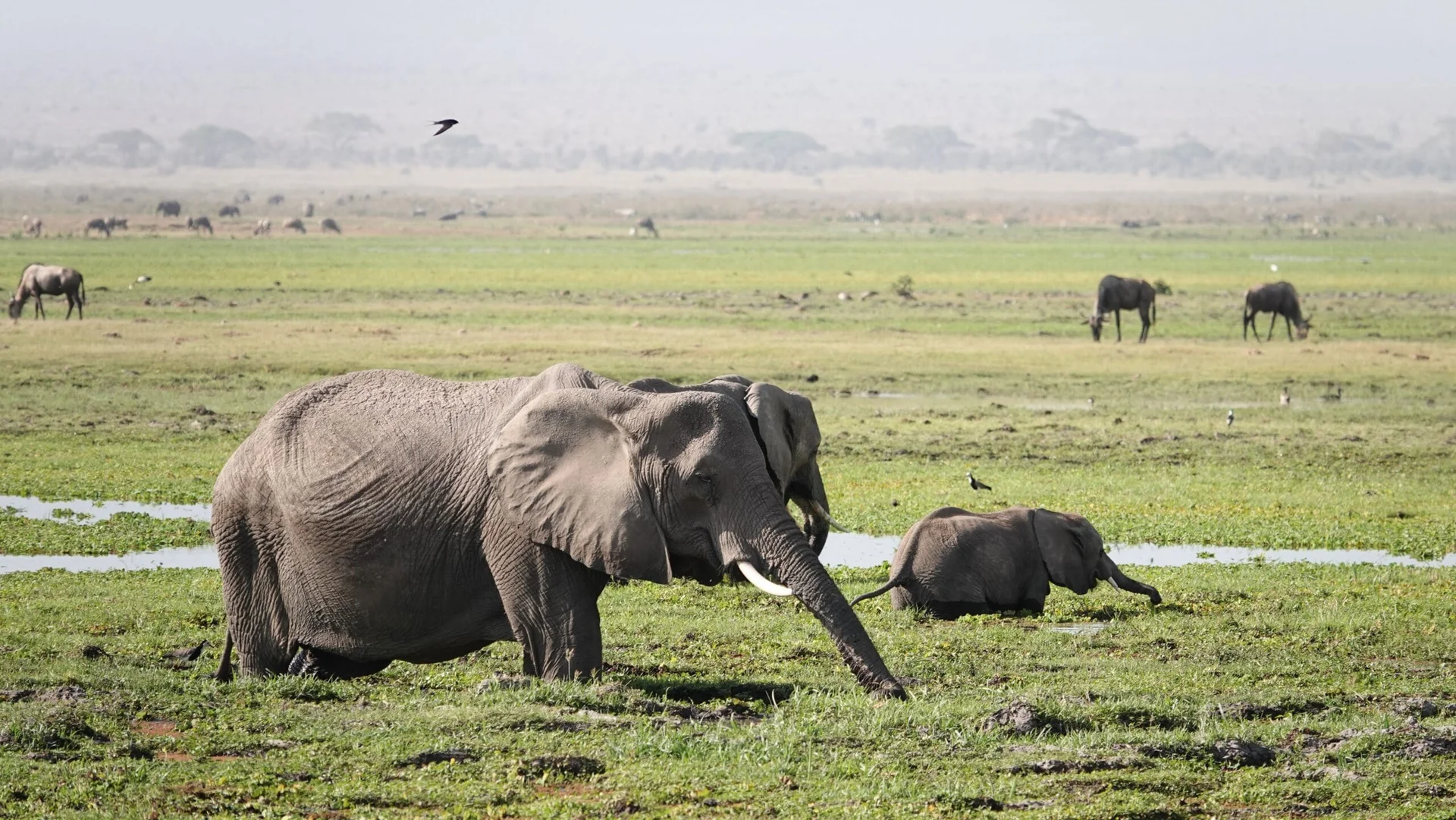 Troupeau d'éléphants dans les marécages d'Amboseli