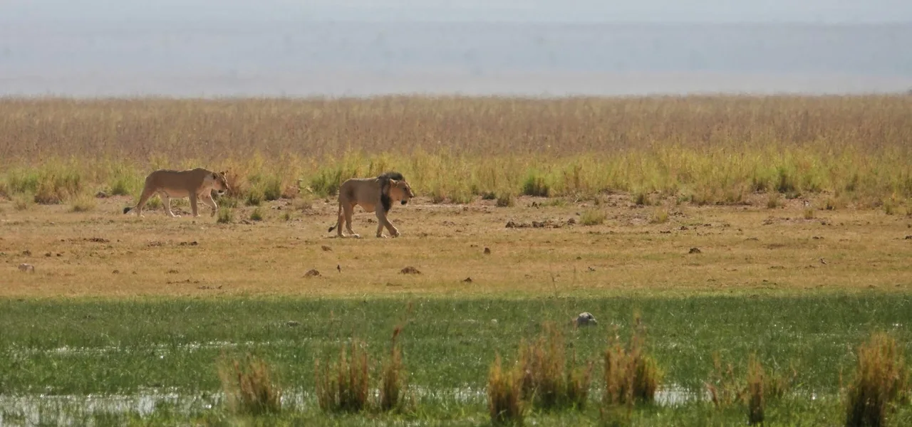 Lions en approche, parc Amboseli