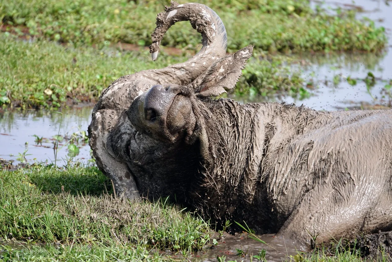 Buffle en plein bain de boue, Amboseli