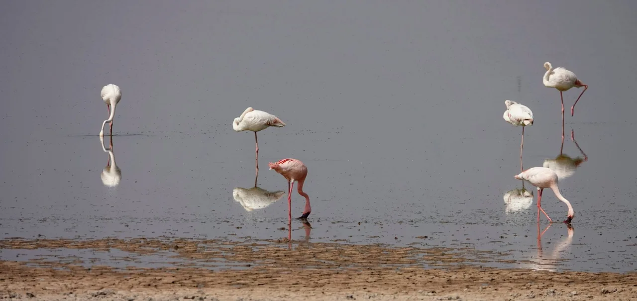 Flamants roses au parc Amboseli