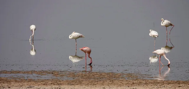 Flamants roses au parc Amboseli