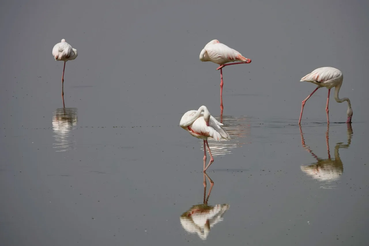 Flamants roses au parc Amboseli