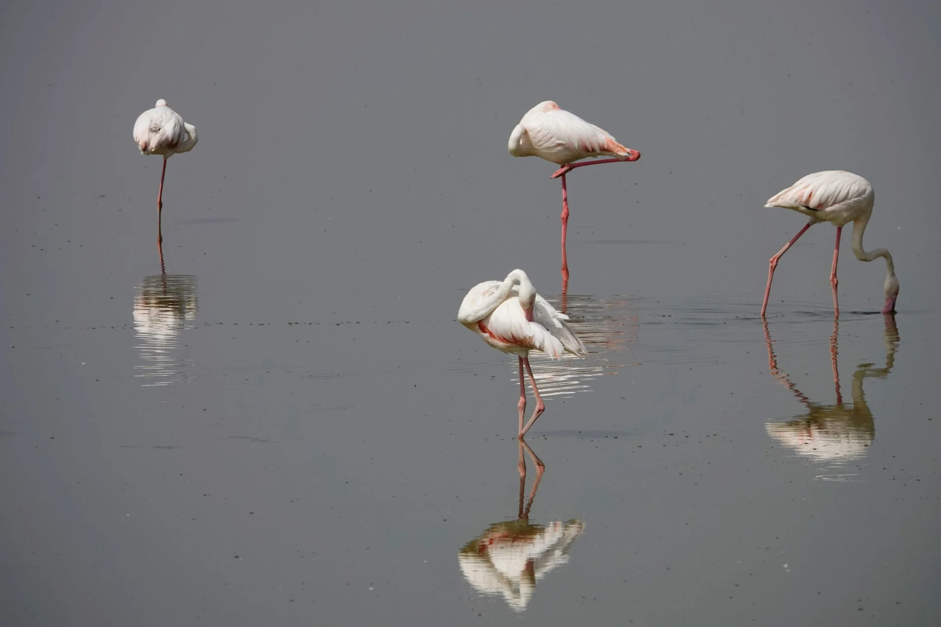 Flamants roses au parc Amboseli