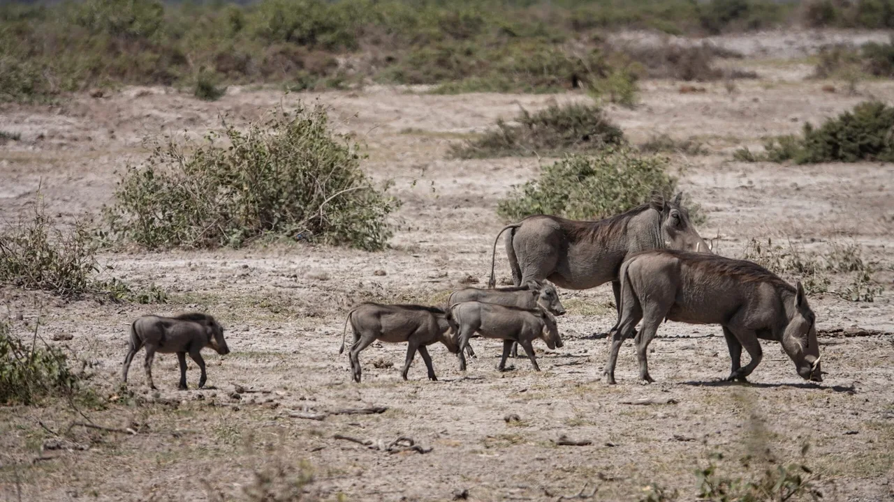Famille de phacochères au parc Amboseli
