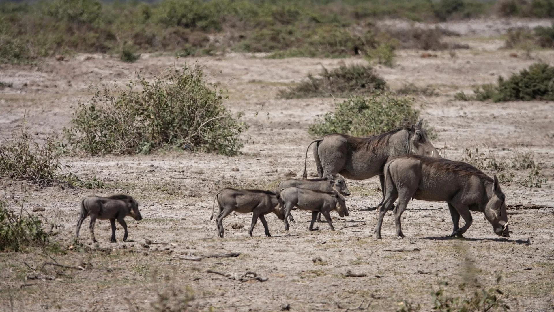 Famille de phacochères au parc Amboseli