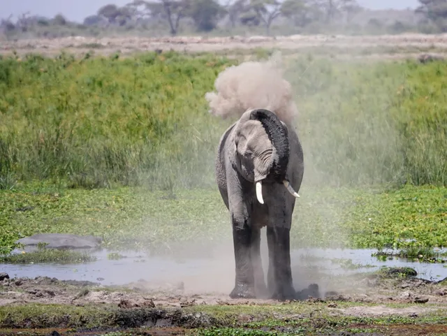 Éléphants dans le parc Amboseli