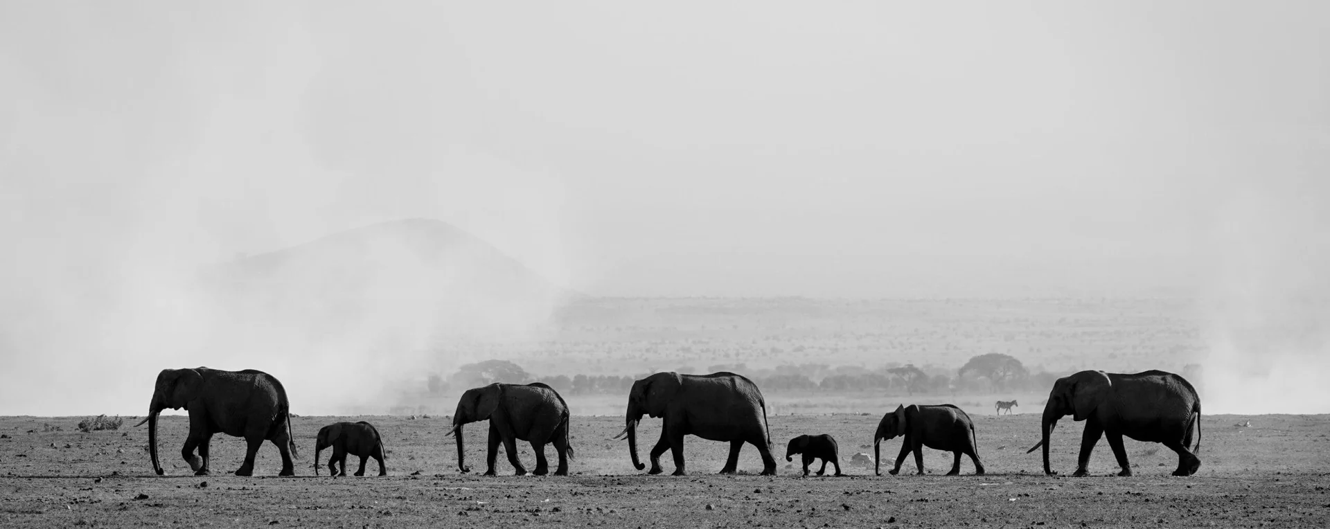 Éléphants dans le parc Amboseli