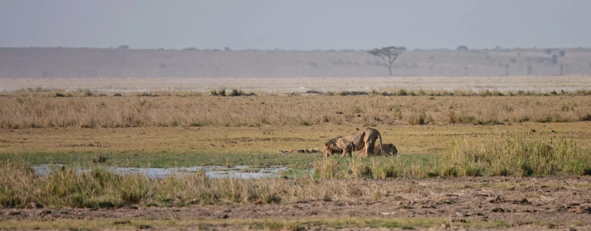 Lions au parc Amboseli