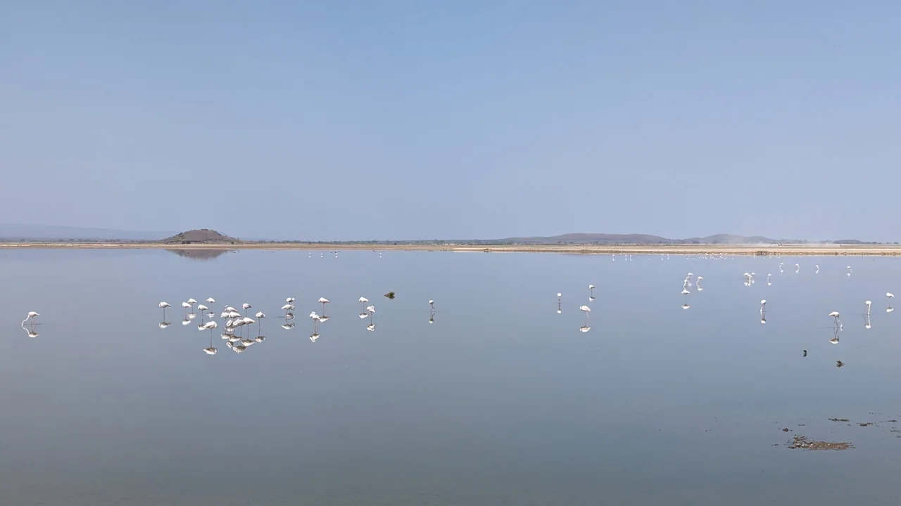 Flamants roses au parc Amboseli