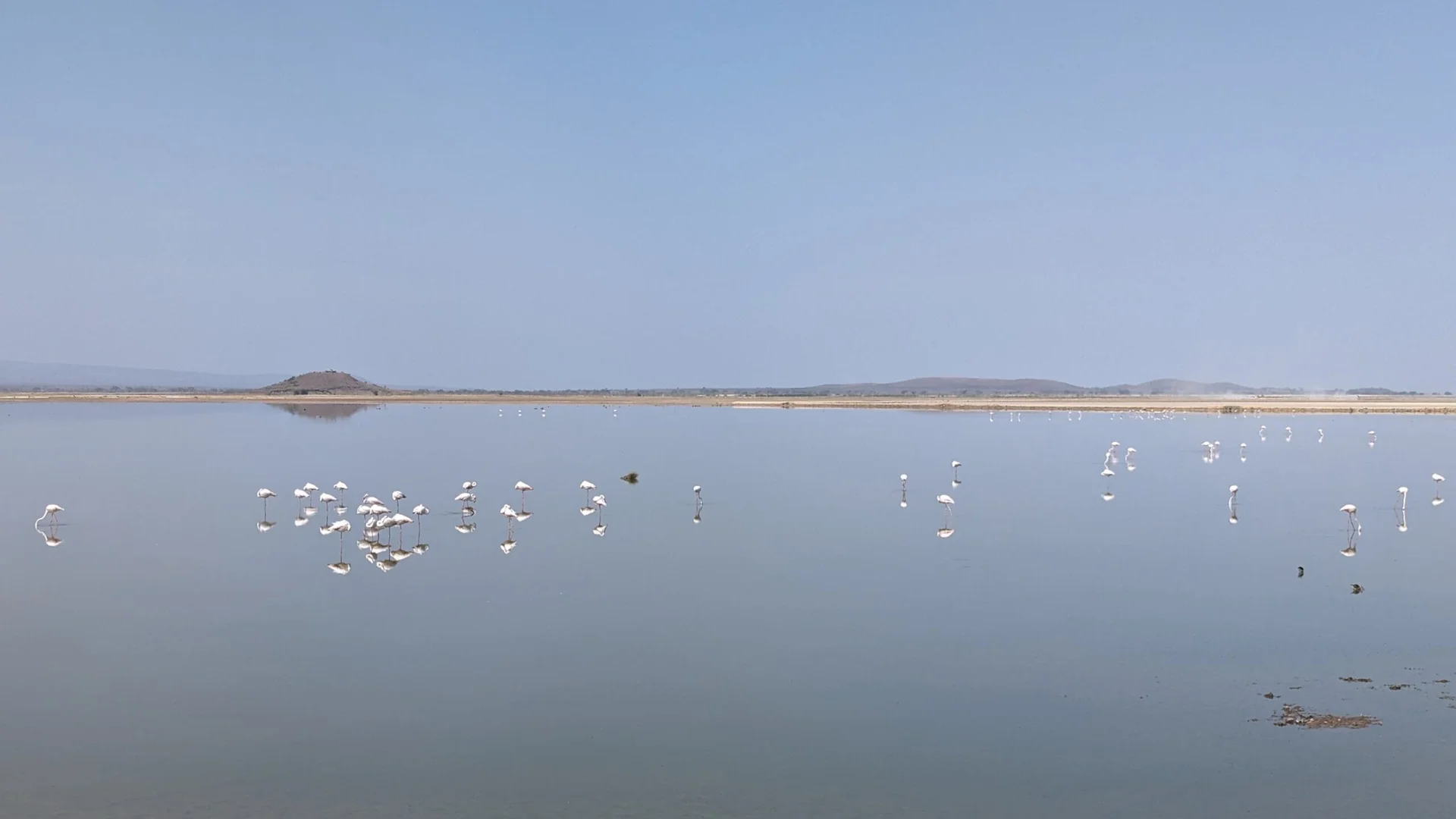 Flamants roses au parc Amboseli