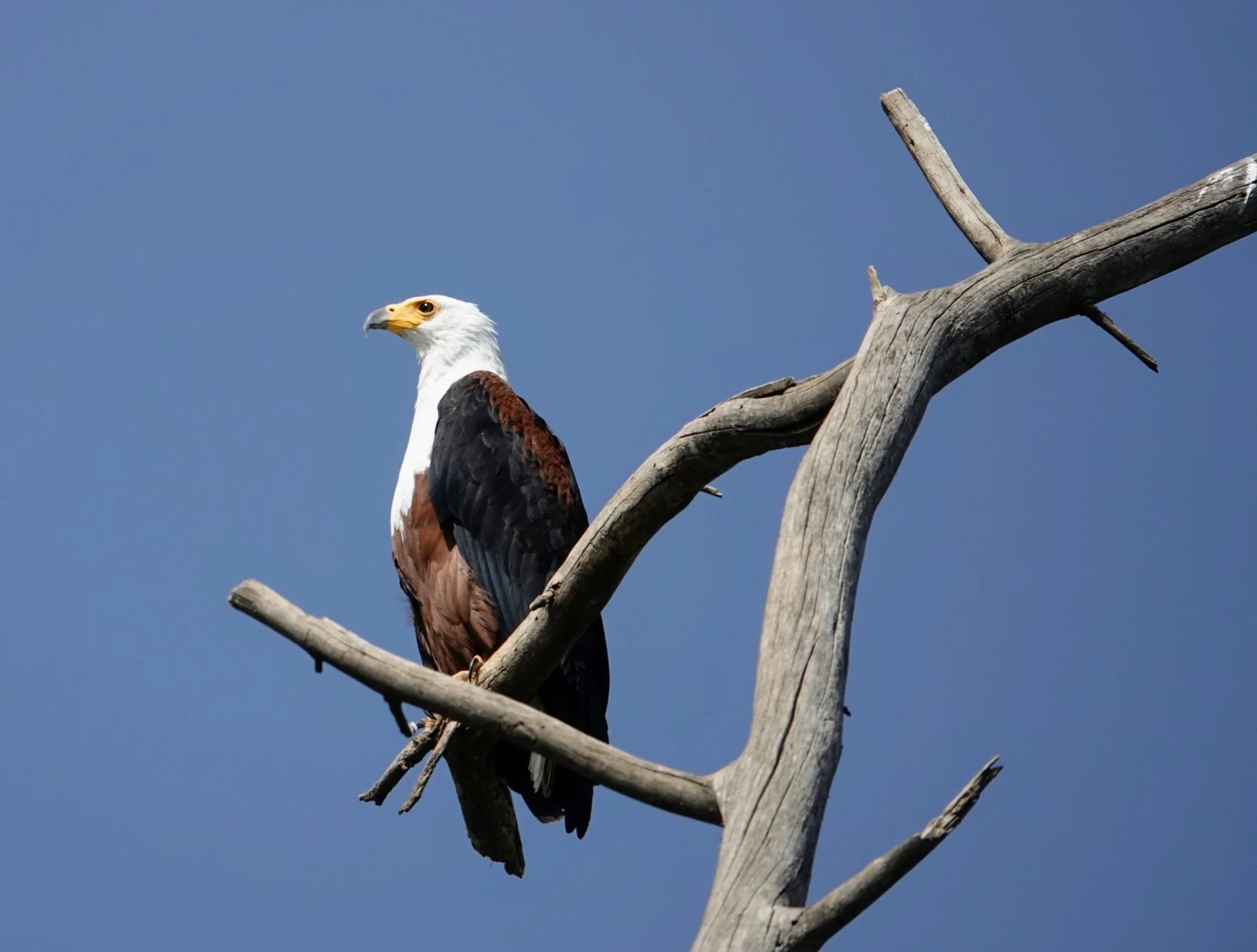 Aigle-pêcheur au lac Naivasha